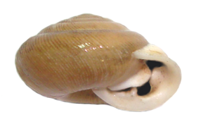 VA_LandSnails